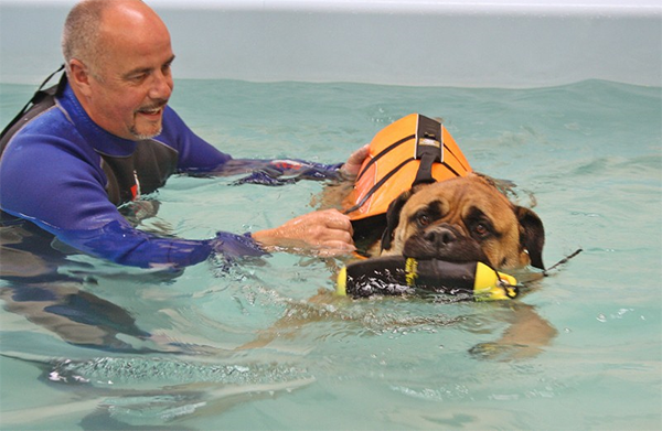Canine-Hydrotherapy